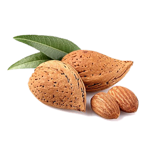 Almond PNG-50646